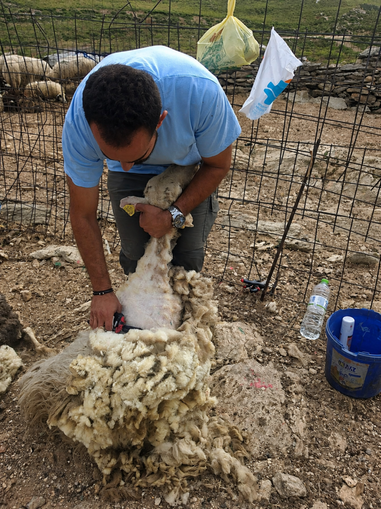 Άνδρας κουρεύει πρόβατο σε αγρό